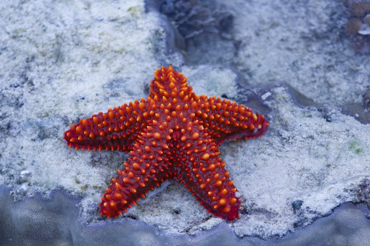 Starfish diets