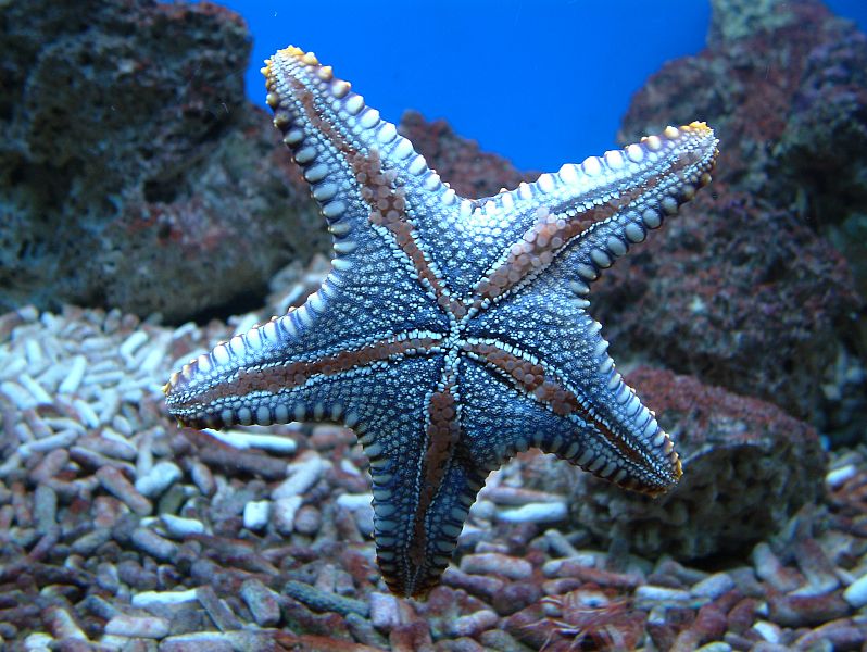 Starfish is protected by armor
