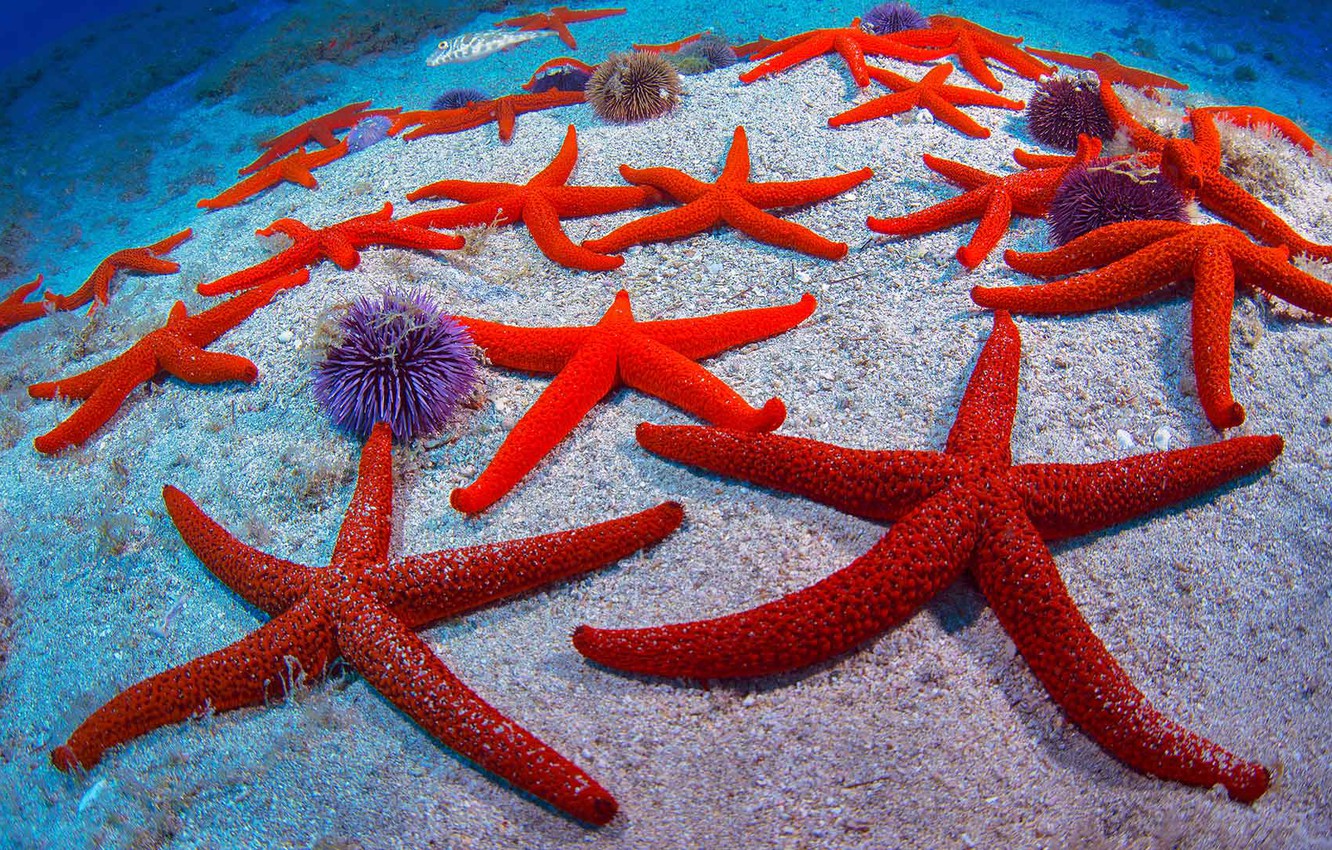 Starfish are brainless and boneless