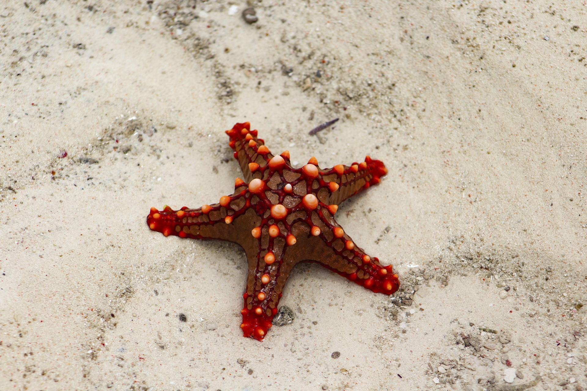Starfish have an eye on each arm