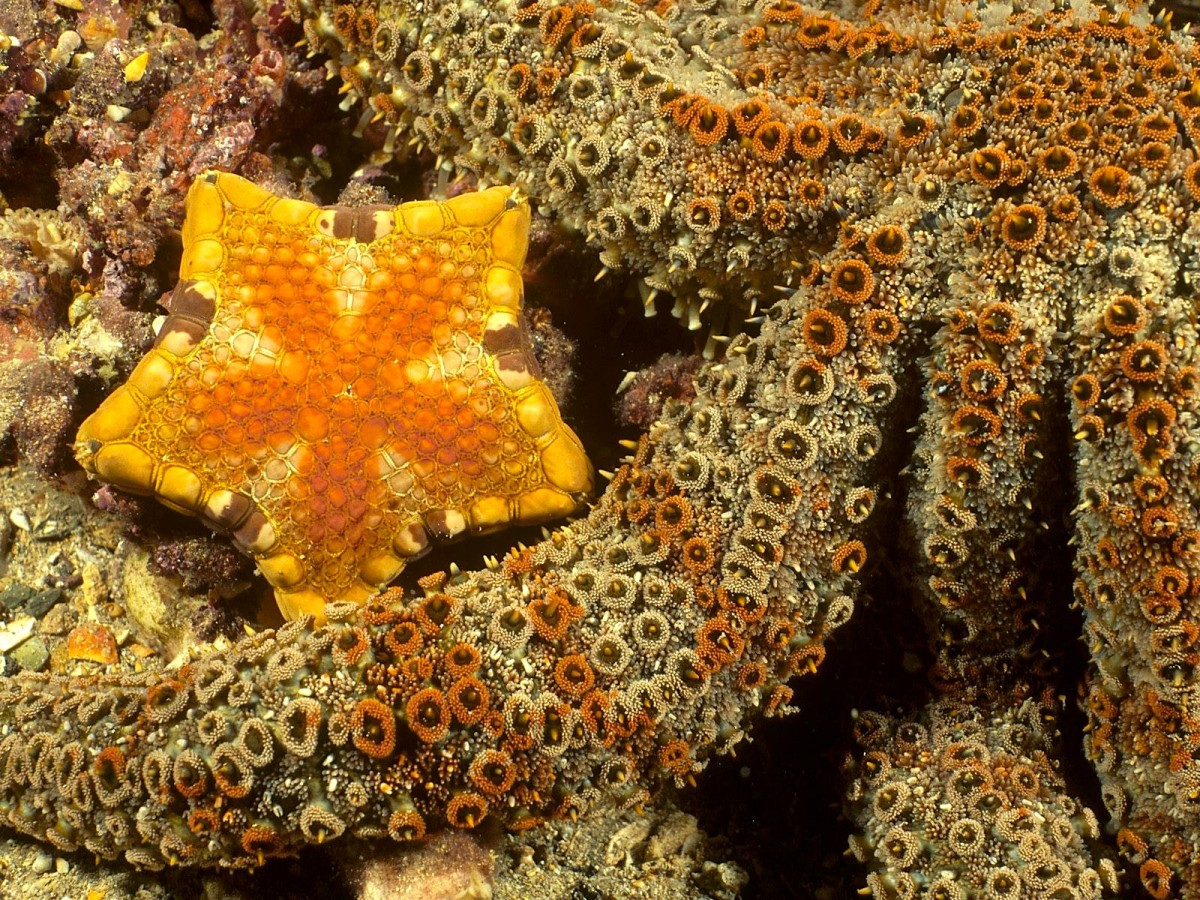 Starfish have an eye on each arm