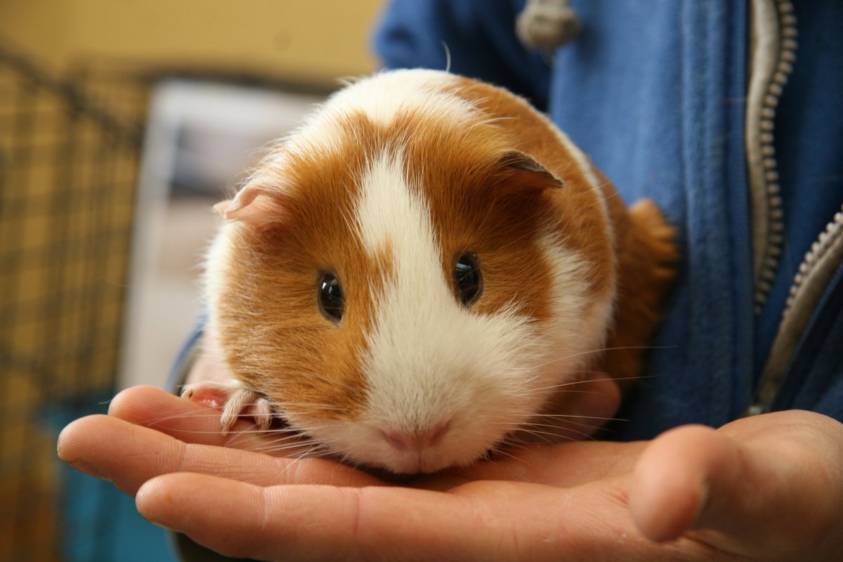 Rent-A-Guinea-Pig