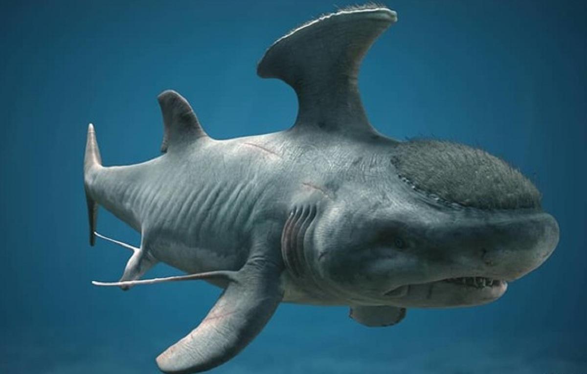 Anvilhead Shark — Stethacanthus