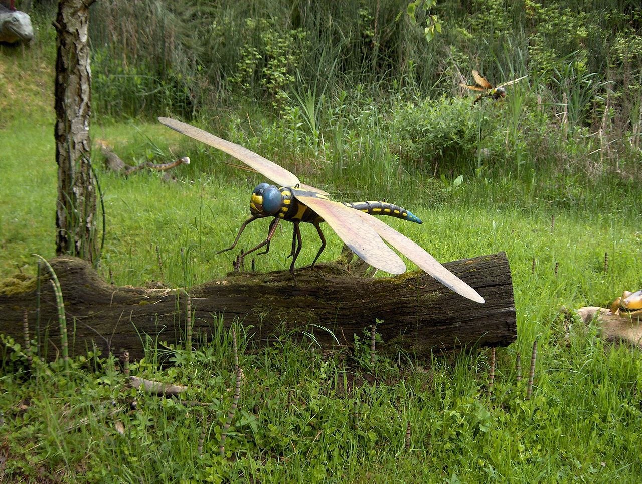 Giant Dragonfly — Meganeuropsis