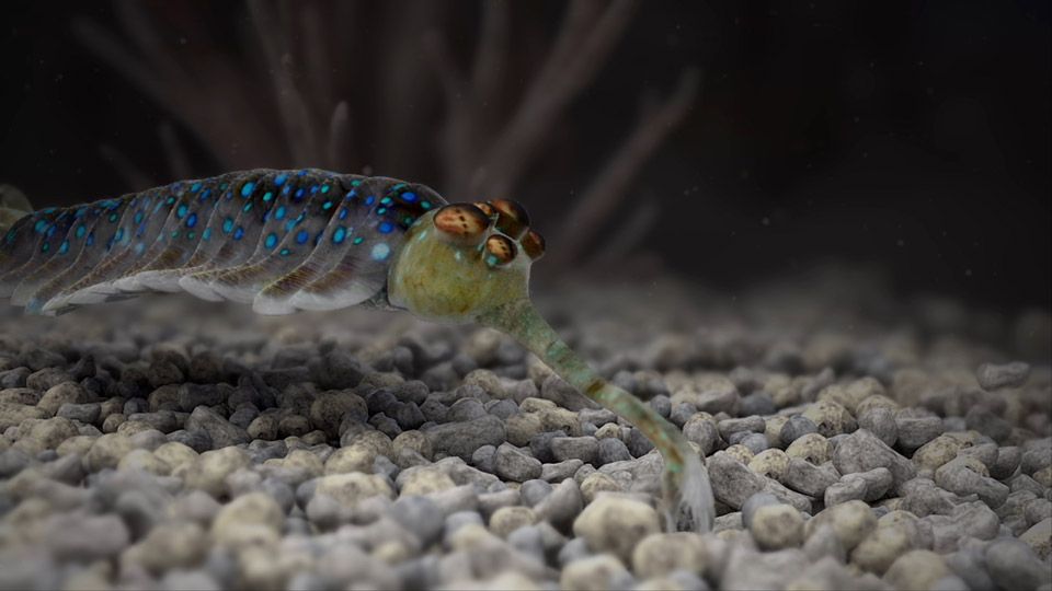 Arthropod With a Snout — Opabinia