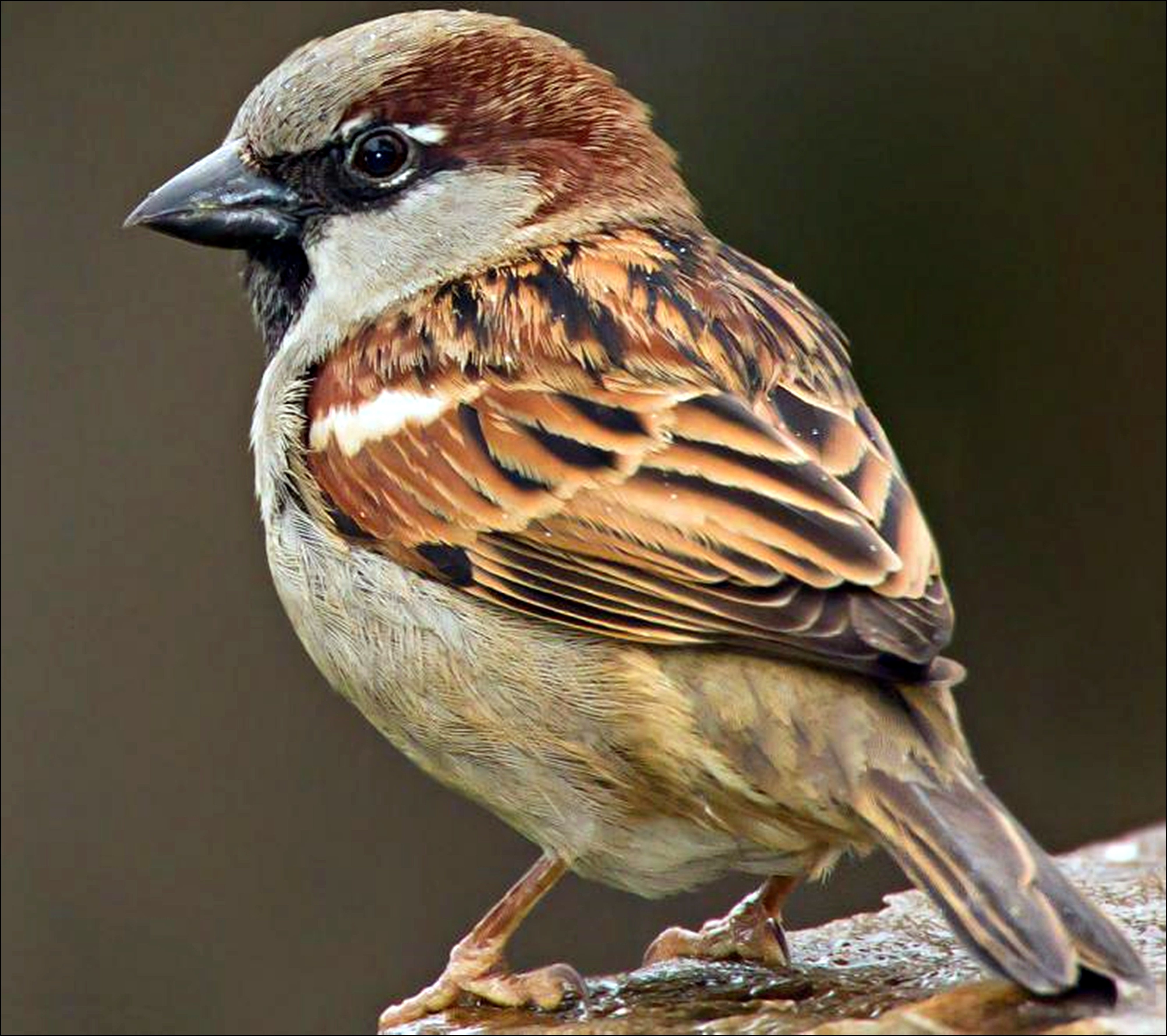 House Sparrows