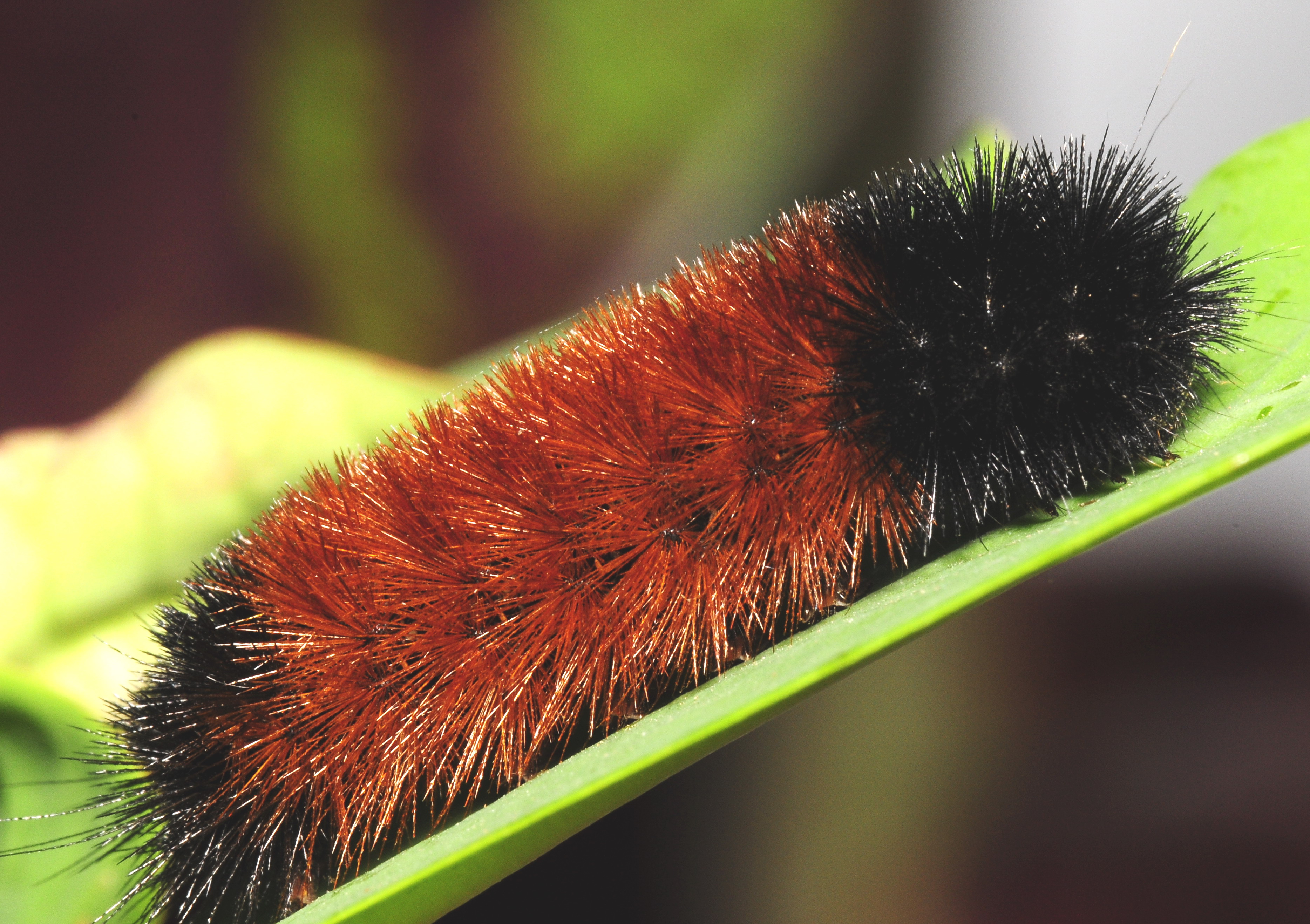 Woolly Bear Caterpillar