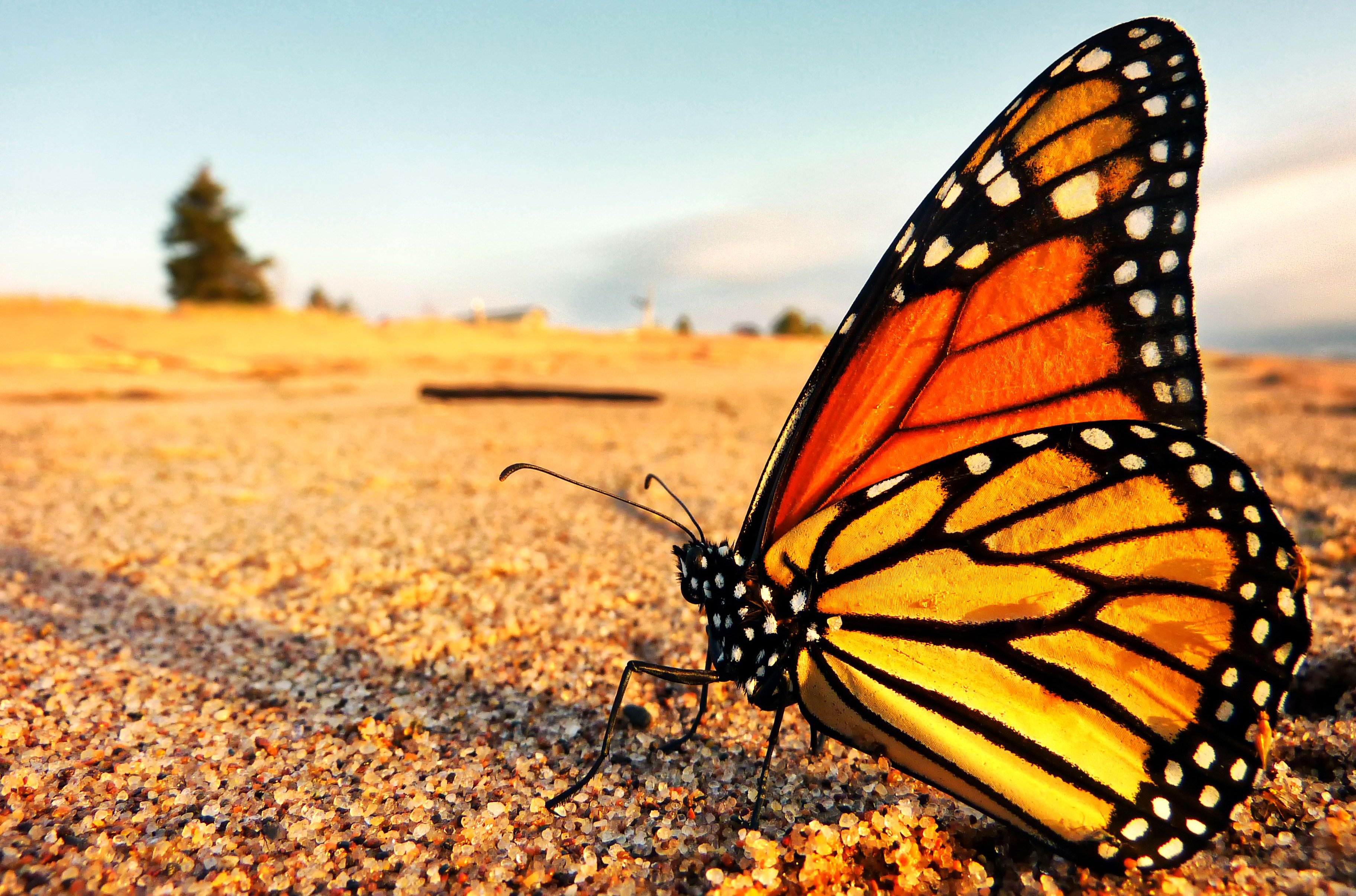 Monarch Butterfly