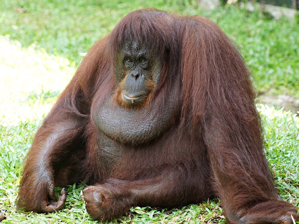 Orangutans