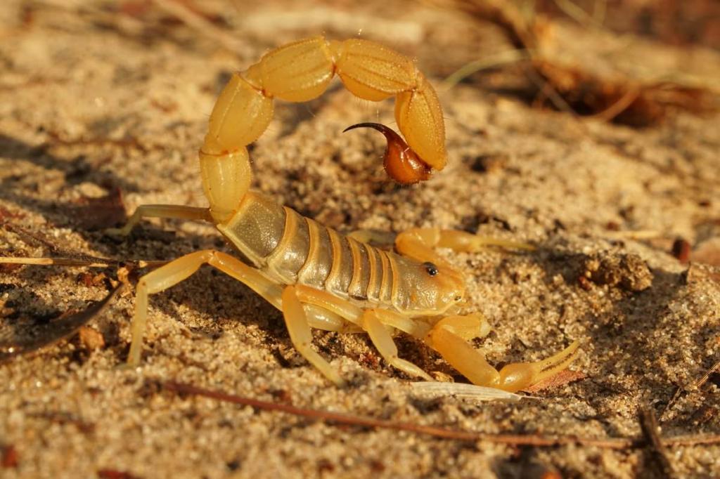 Yellow Scorpion