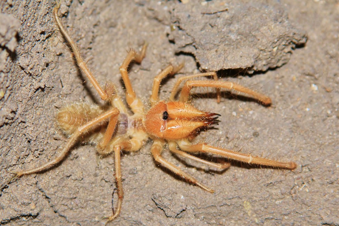 Sun Spiders (solifugae)