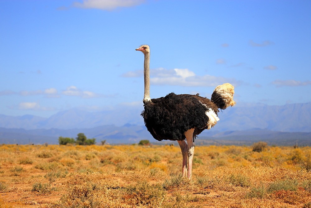  African ostrich