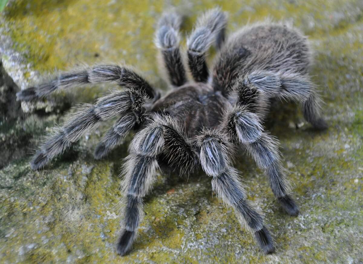 Tarantula