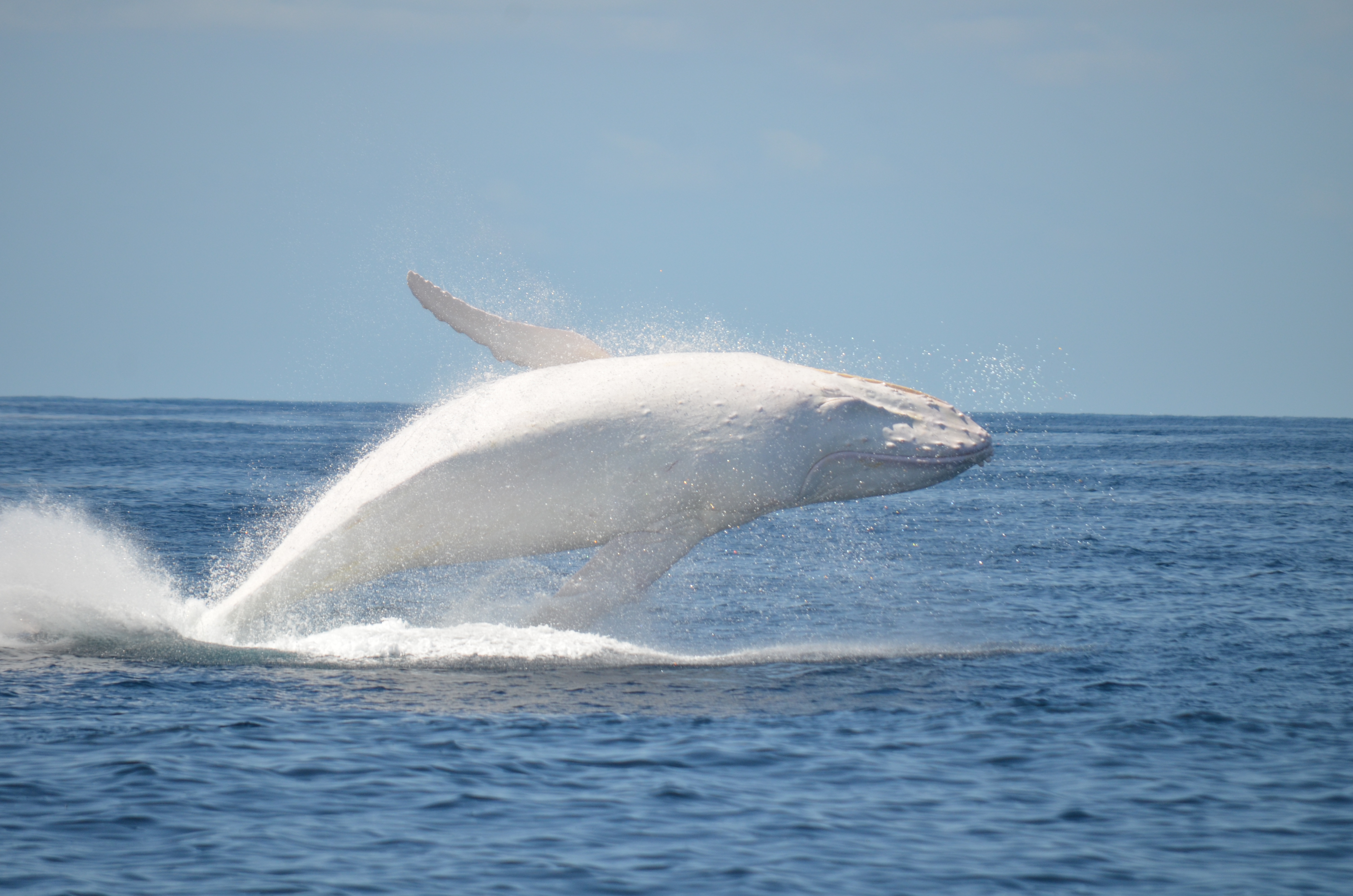 Migaloo the Humpback Whale