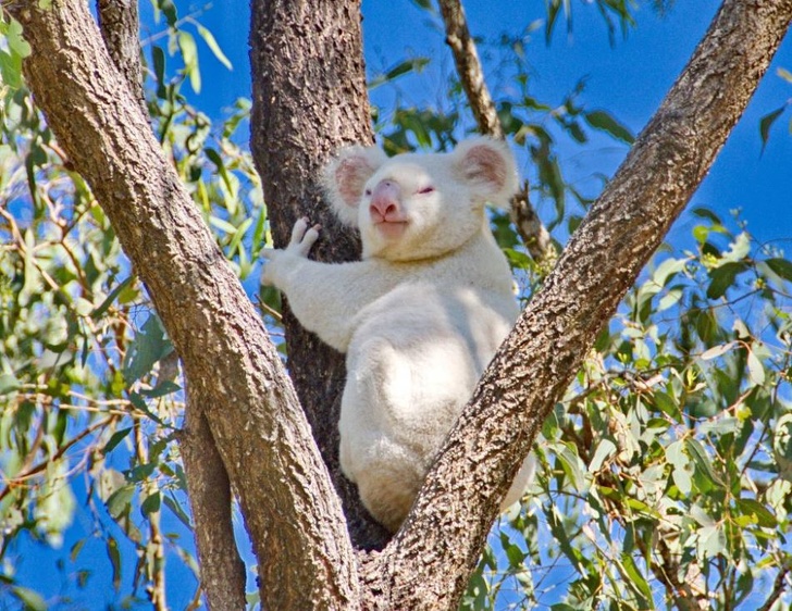 Onya-Birri the Koala
