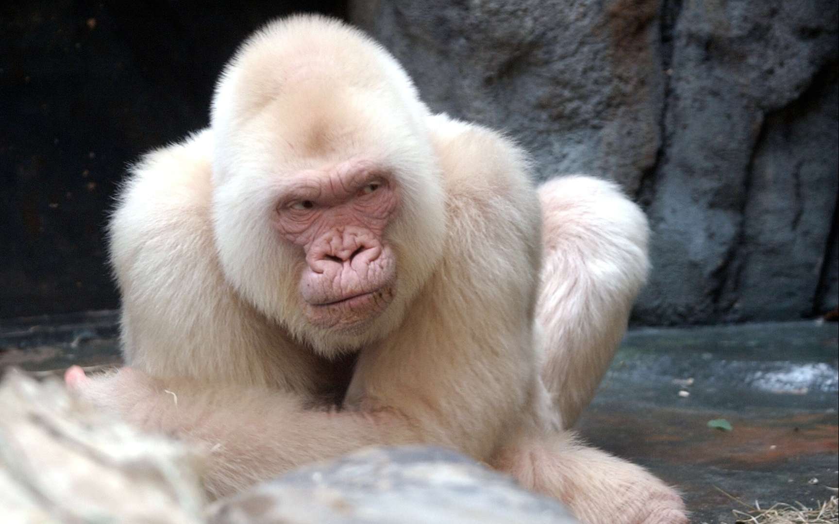 Snowflake the Gorilla