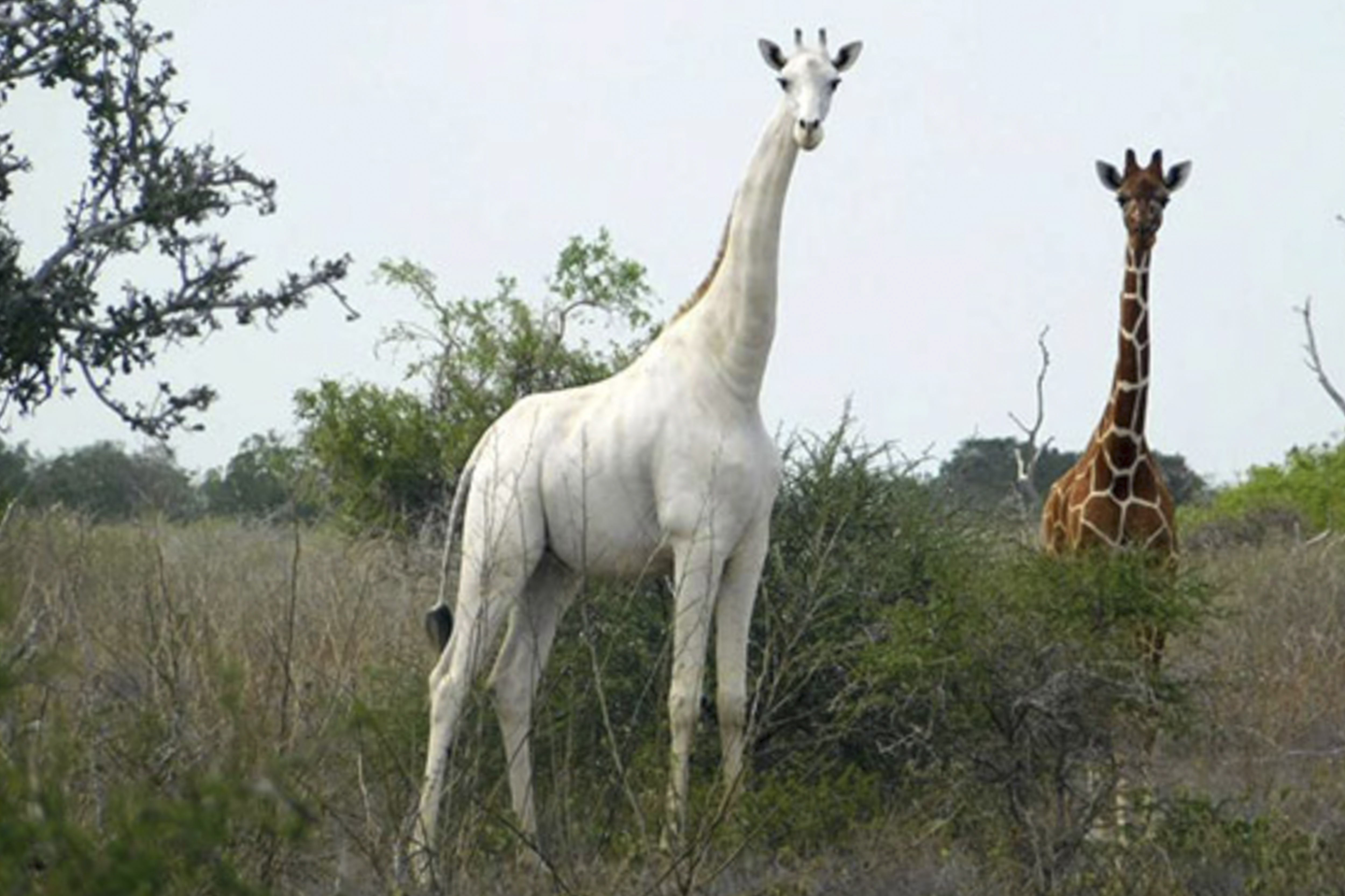 White Giraffes