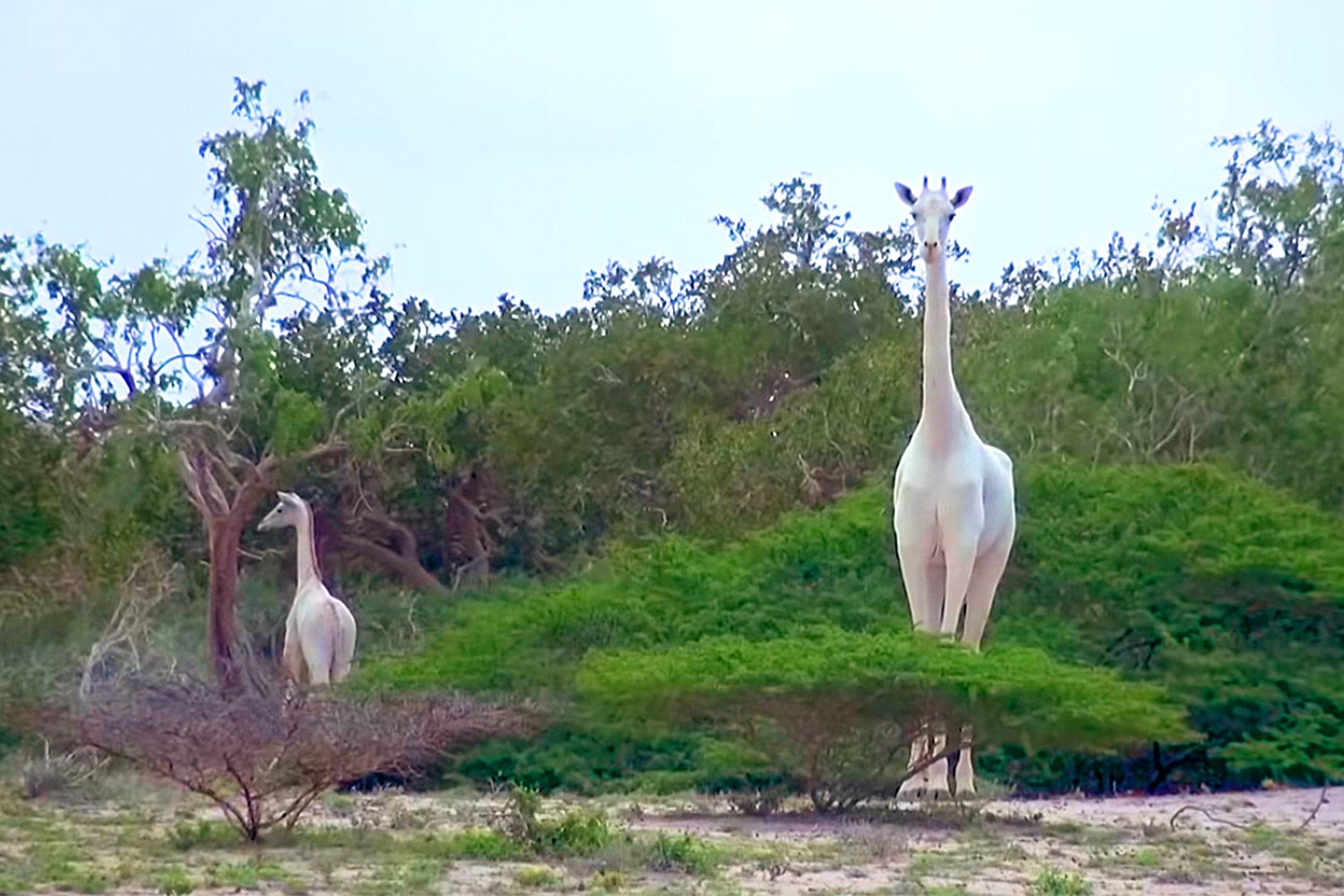 White Giraffes