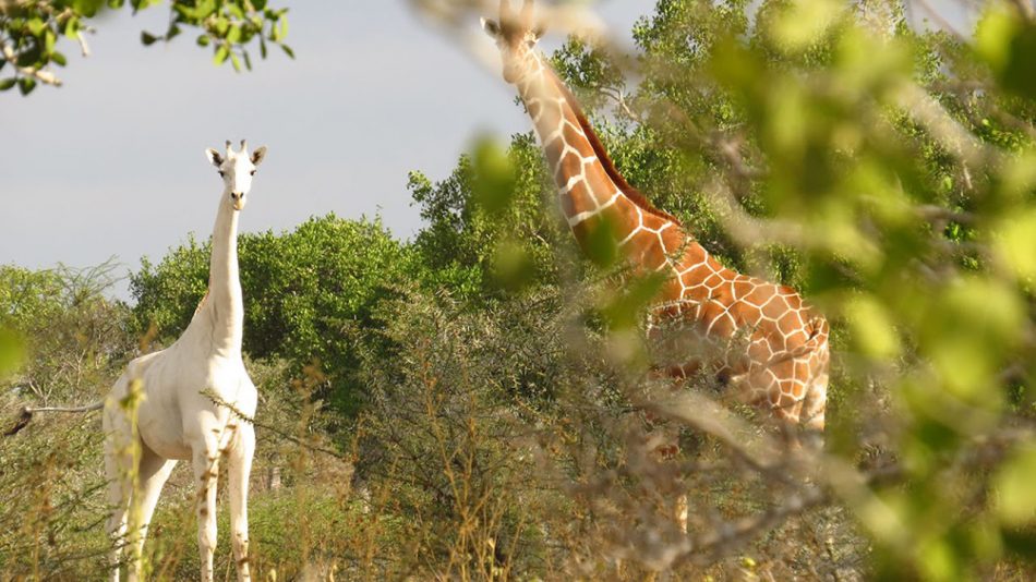 White Giraffes