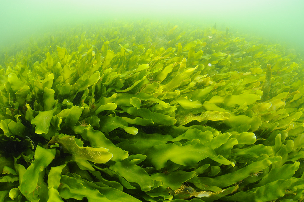The Number Of Seaweed