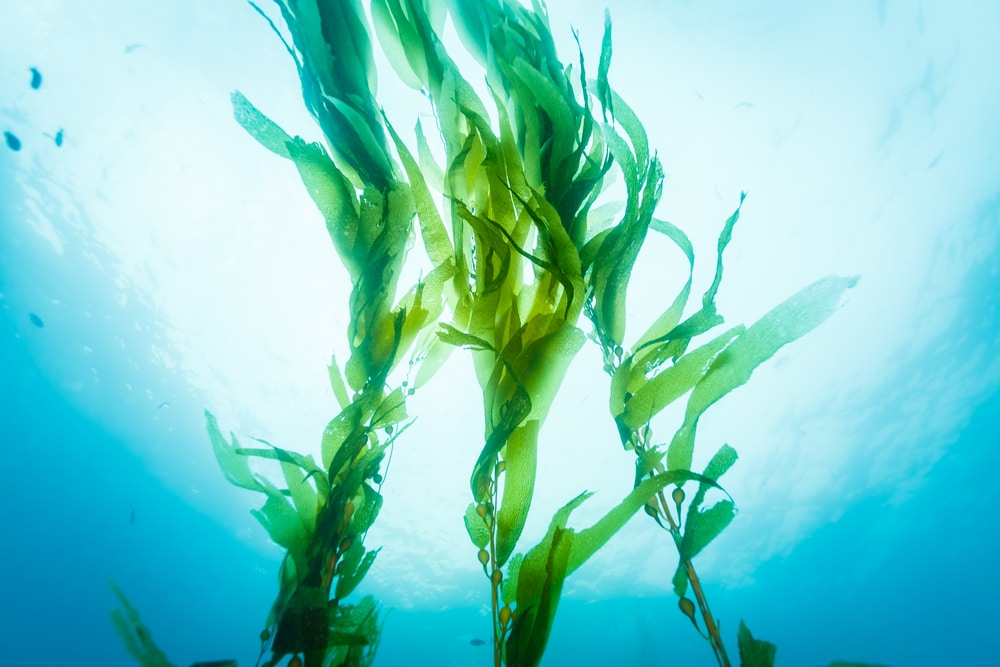 Symbiotic algae