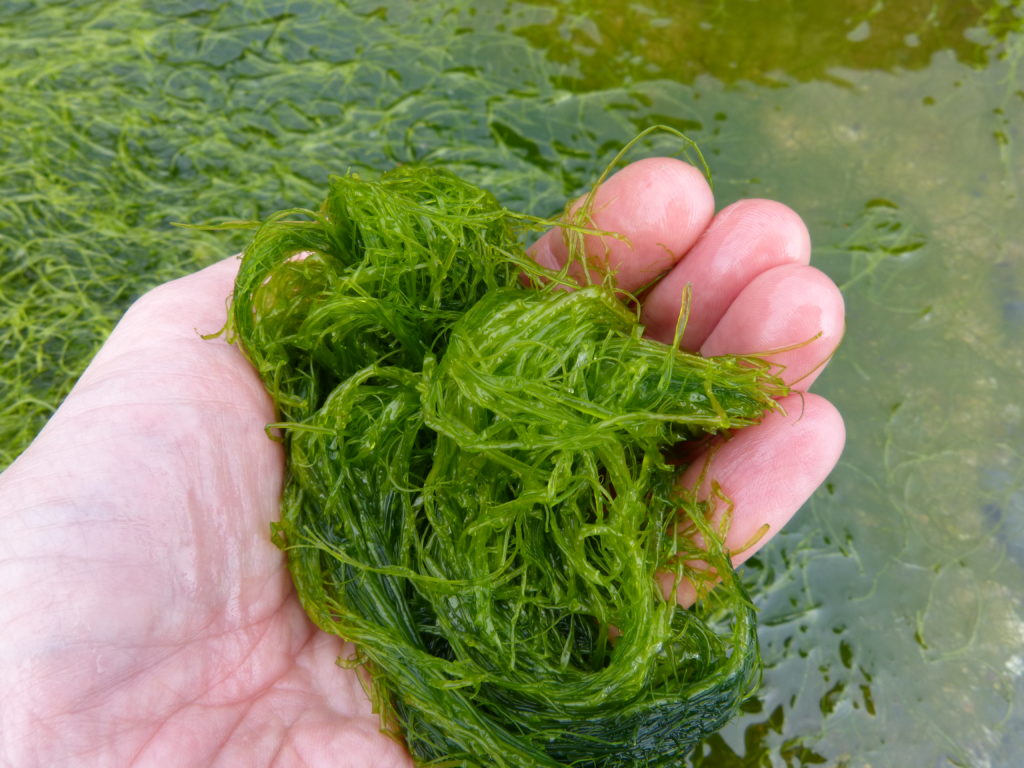 Where to find algae