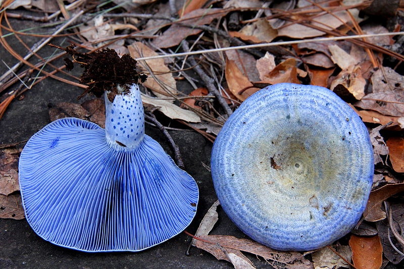 Blue Milk Mushroom