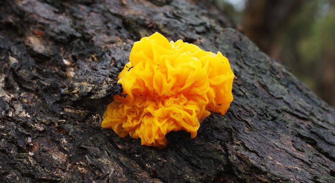 Golden Jelly Fungus