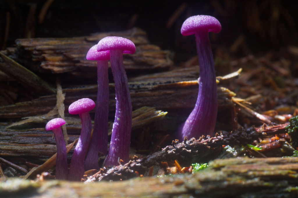 Violet Coral