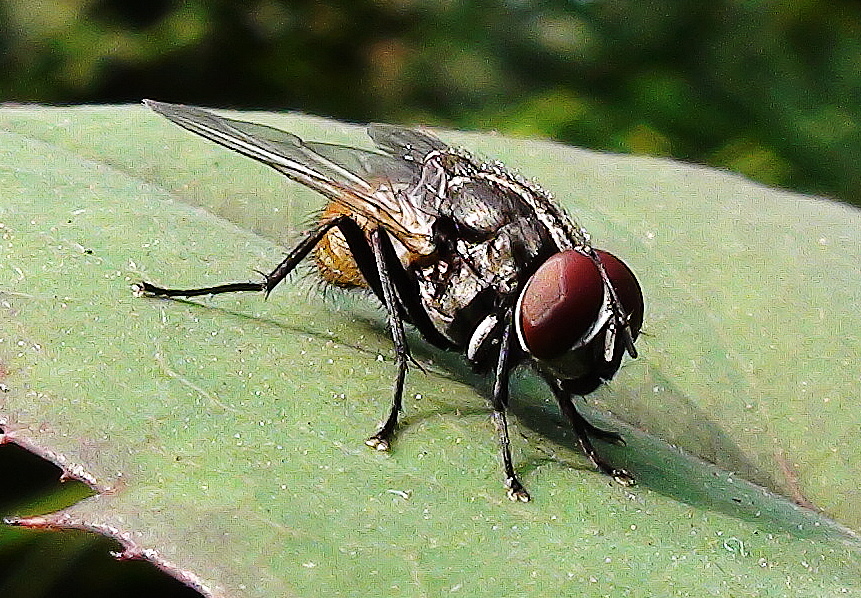 Houseflies