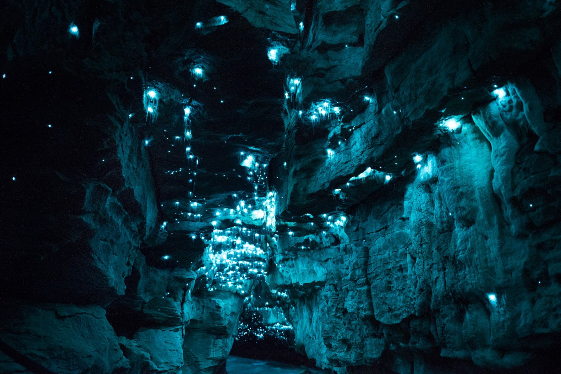Glowworm Caves: Waitomo, New Zealand