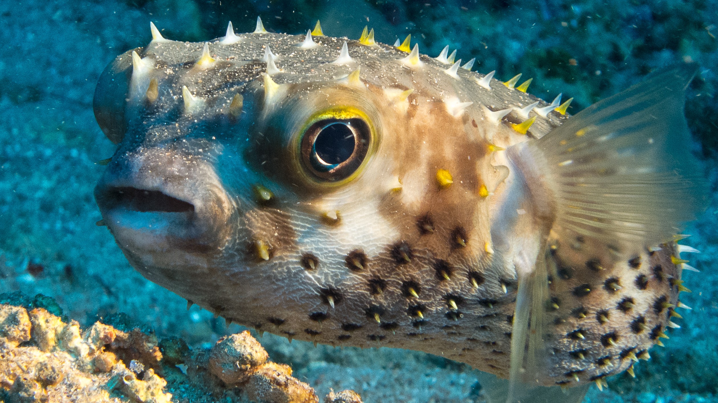 Facts about the Puffer Fish