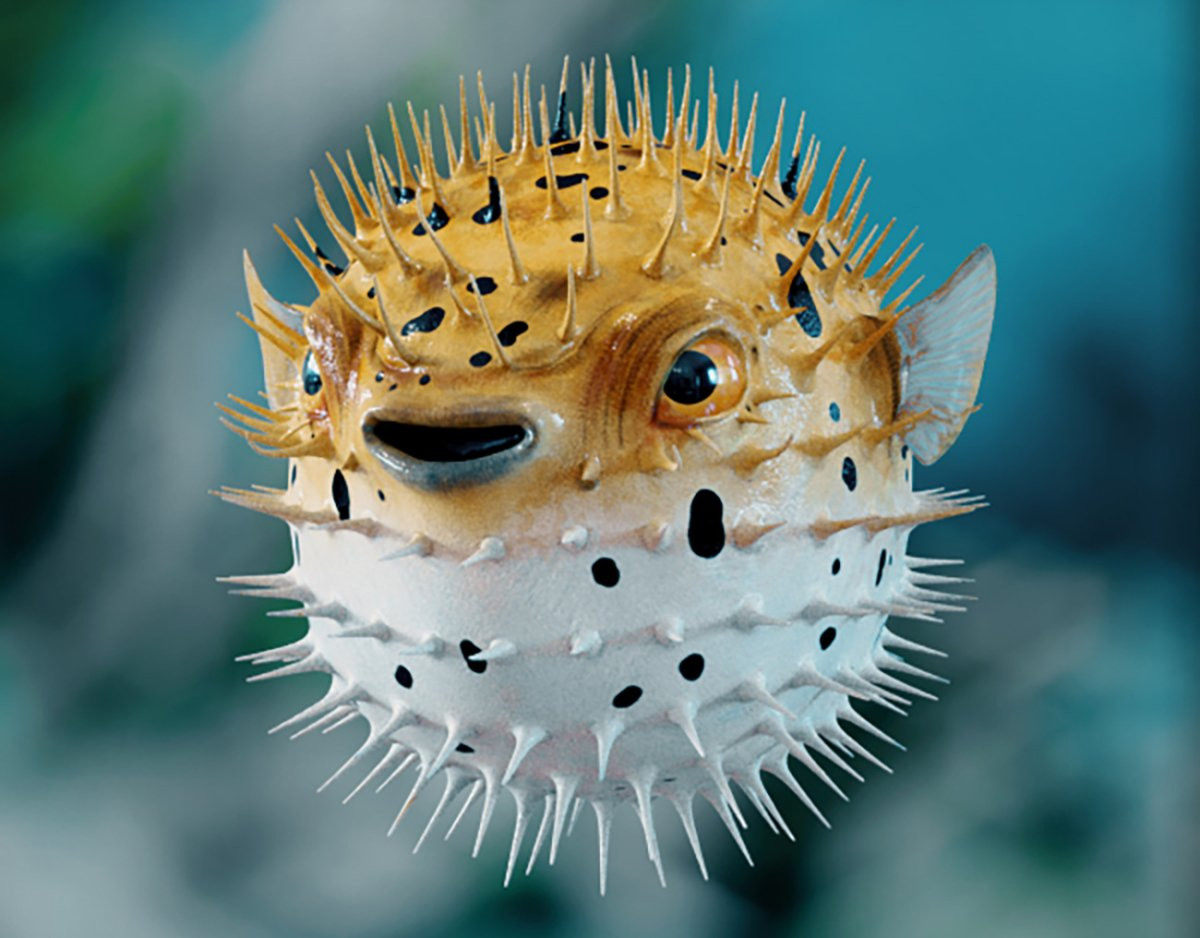 Facts about the Puffer Fish