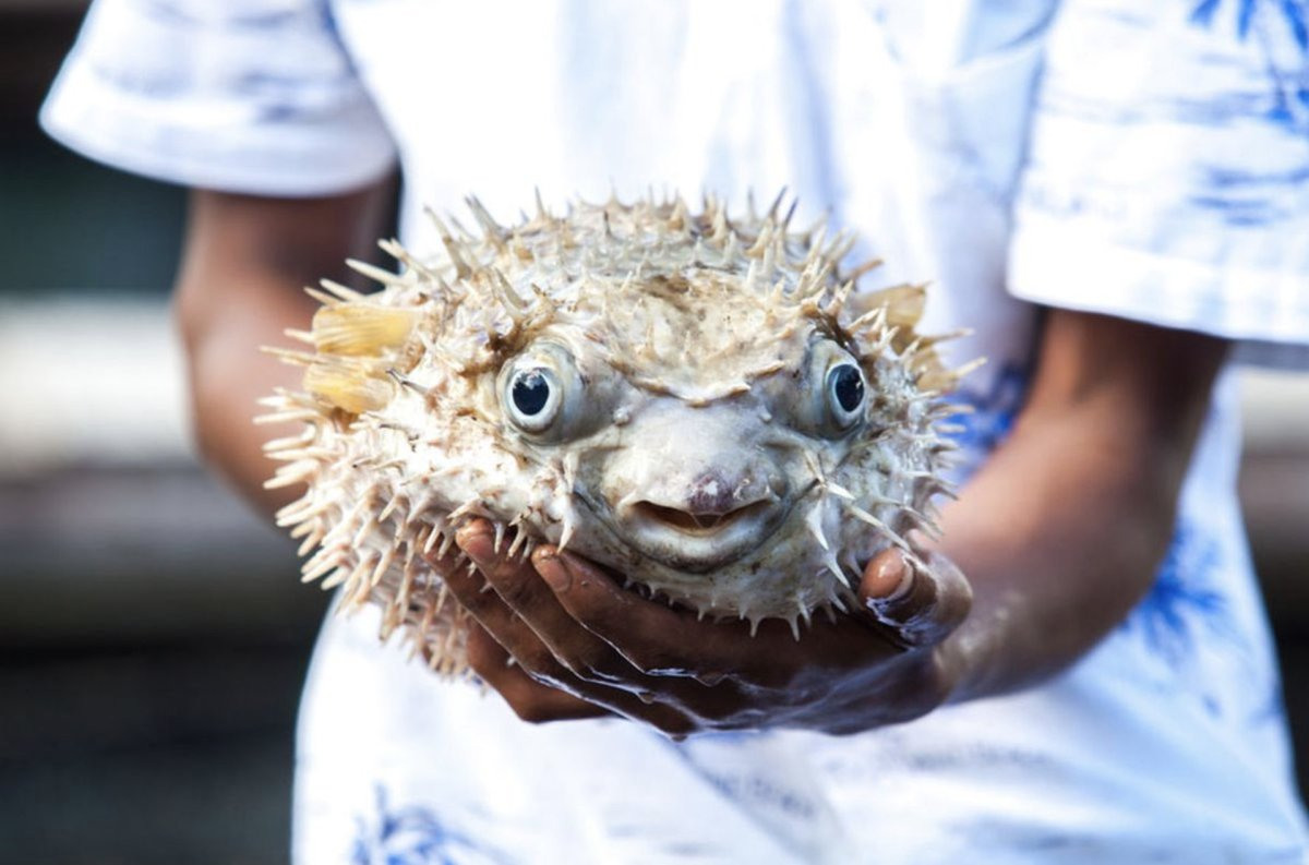 Facts about the Puffer Fish