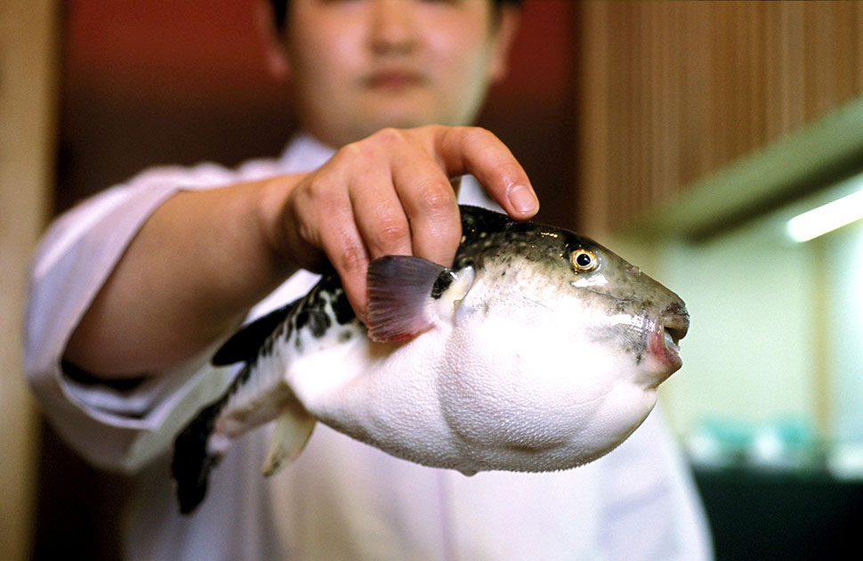 Facts about the Puffer Fish