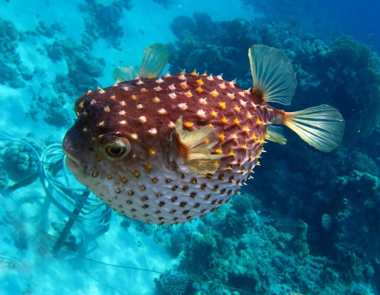 Facts about the Puffer Fish