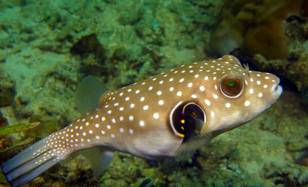 Facts about the Puffer Fish