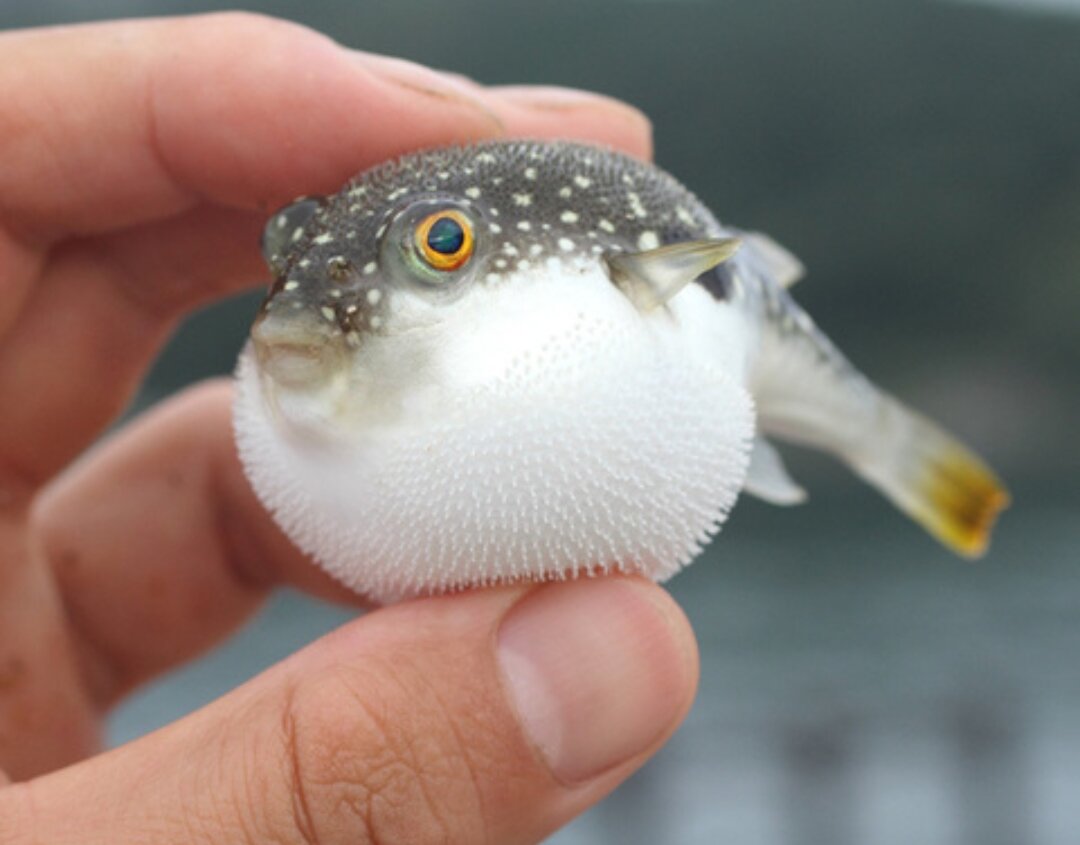 Facts about the Puffer Fish