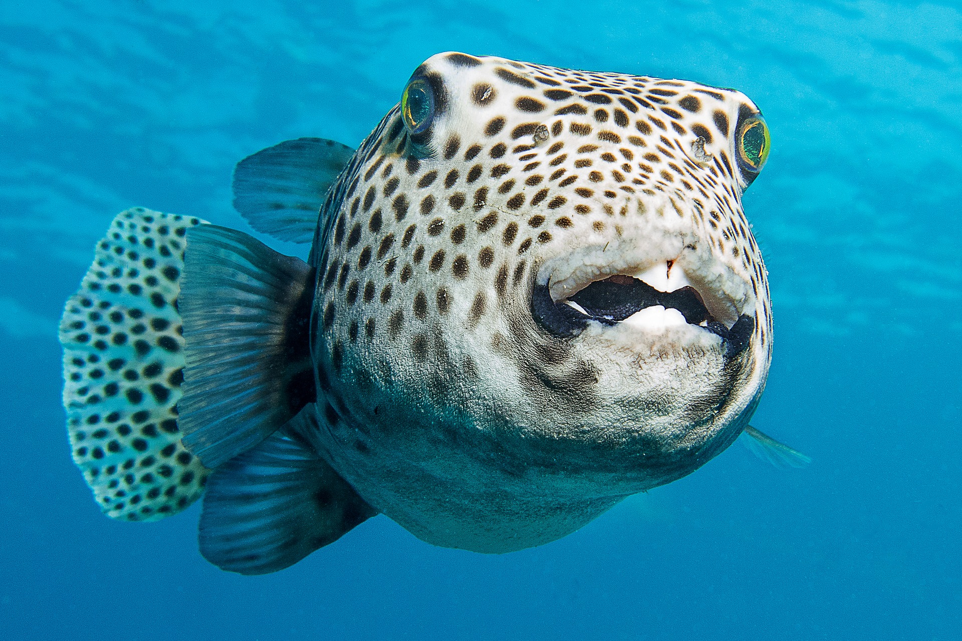 Facts about the Puffer Fish