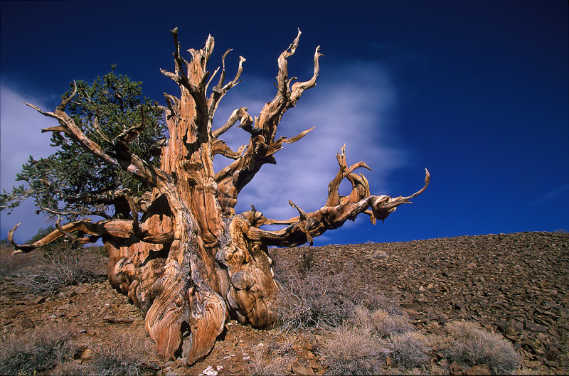 The Oldest Non-Clonal Tree in the World: Methuselah (4,845 Years Old)