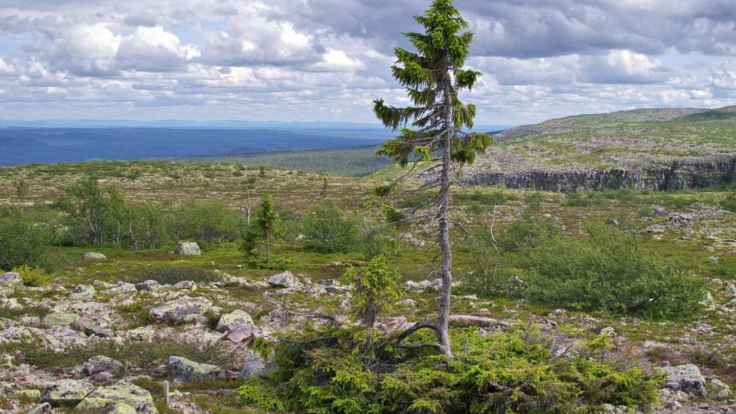 The Oldest Tree in the World: Old Tjikko (9,550 Years Old)