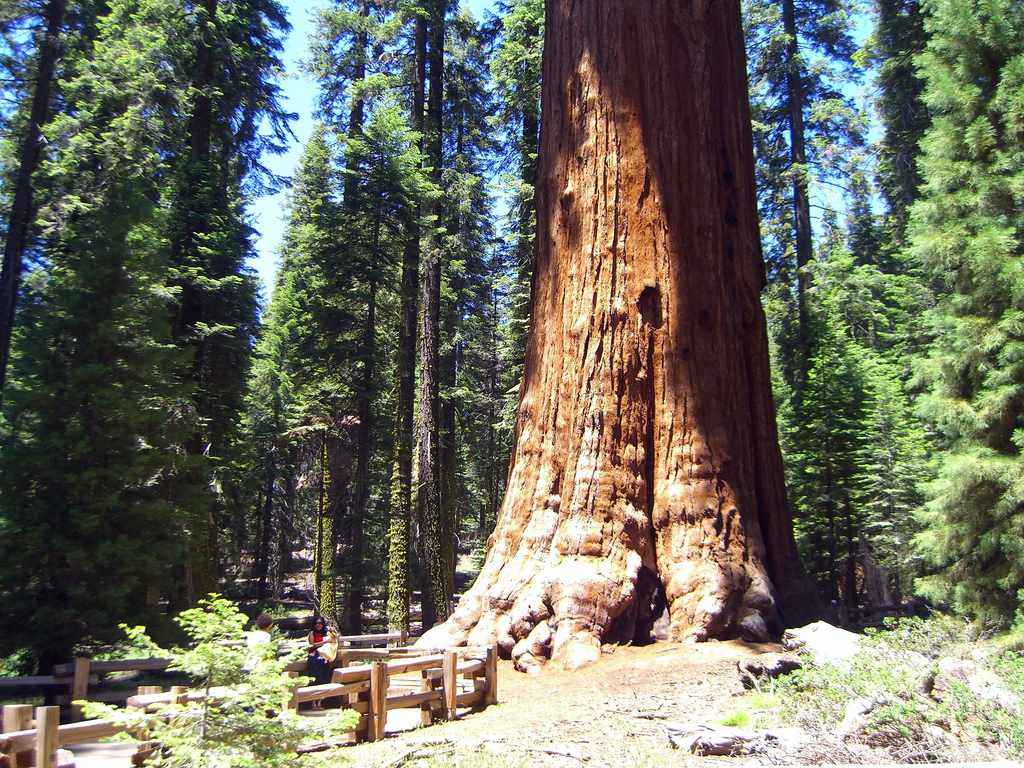The Biggest Tree in the World in Terms of Volume: General Sherman