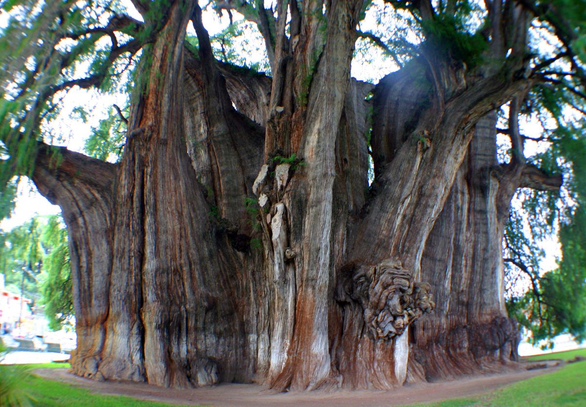 The Widest Tree Trunk in the World: Arbol del Tule Tree