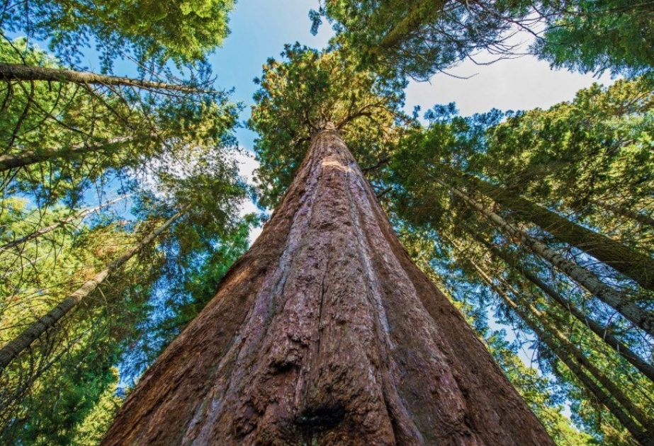 The Tallest Tree in the World: Hyperion (115.6 meters/379' 4