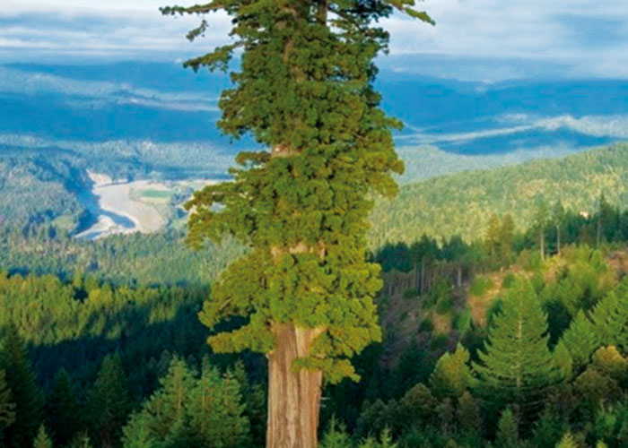 The Tallest Tree in the World: Hyperion (115.6 meters/379' 4