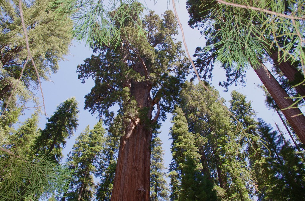 The Tallest Tree in the World: Hyperion (115.6 meters/379' 4