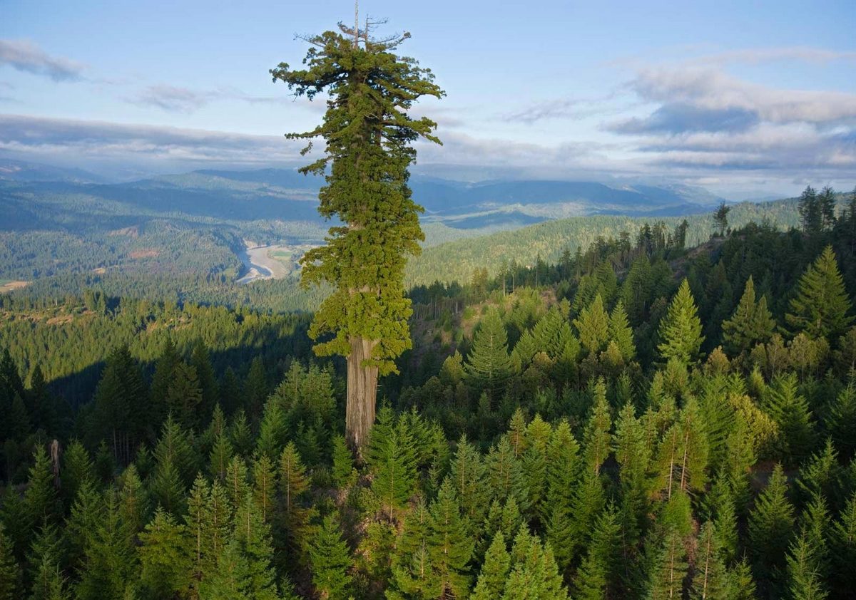 The Tallest Tree in the World: Hyperion (115.6 meters/379' 4