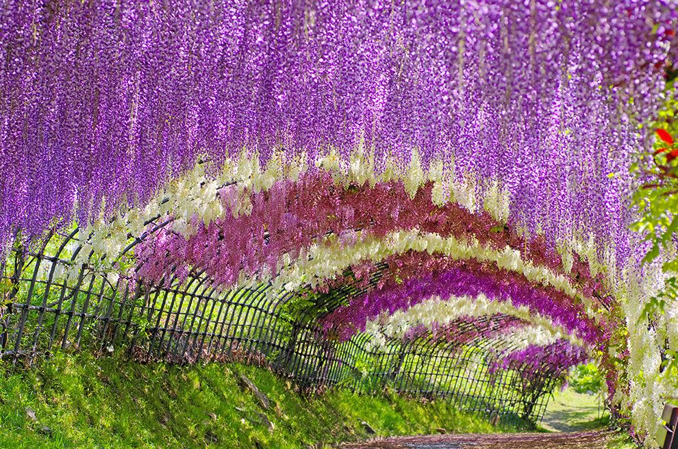 Kawachi Fuji Garden, Kitakyushu, Japan