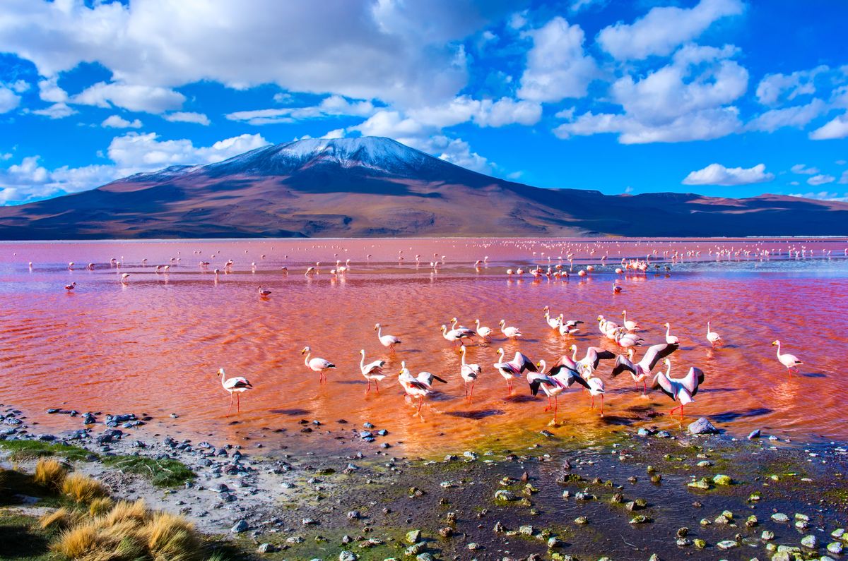 Laguna Colorada, Bolivia