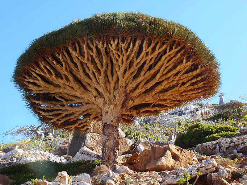 Socotra Island